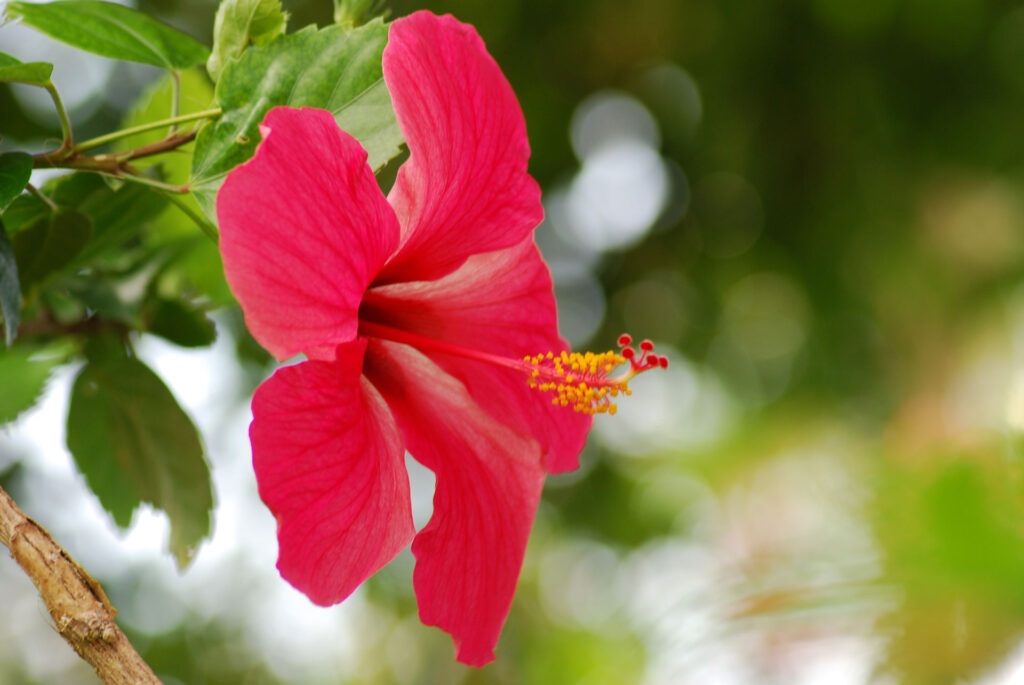 Proscape Landscaping Hibiscus